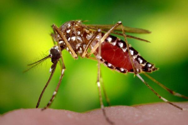 世界十大繁殖能力强的动物：苍蝇、蚊子排后两名
